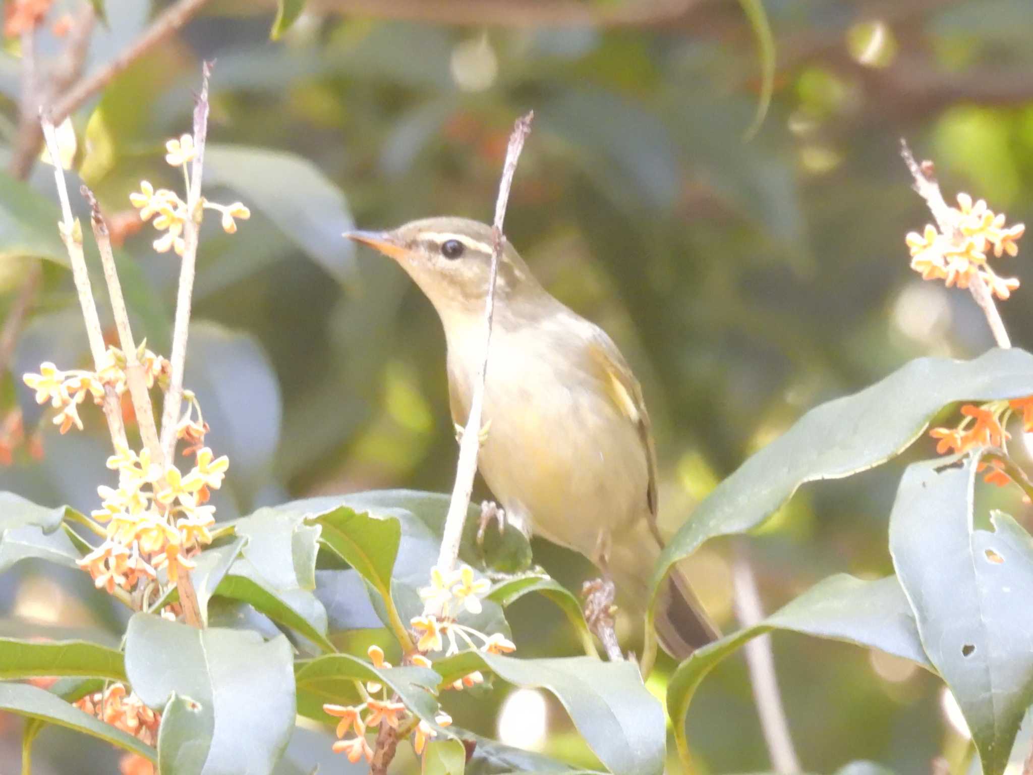 Sakhalin Leaf Warbler