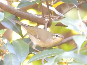 Sakhalin Leaf Warbler 京都府立植物園 Tue, 10/24/2023