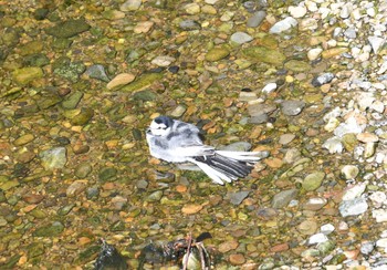 ハクセキレイ 平和の森公園、妙正寺川 2023年10月24日(火)