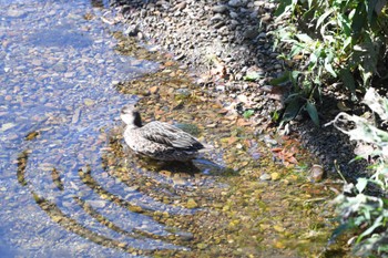 2023年10月24日(火) 平和の森公園、妙正寺川の野鳥観察記録