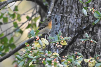 ムギマキ 戸隠森林植物園(戸隠森林公園) 2023年10月23日(月)