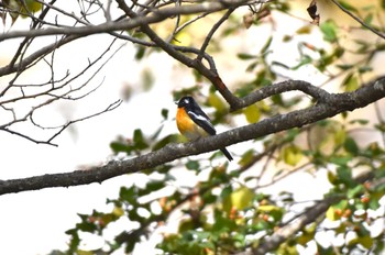 ムギマキ 戸隠森林植物園(戸隠森林公園) 2023年10月23日(月)