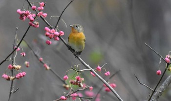 ムギマキ 戸隠森林植物園(戸隠森林公園) 2023年10月23日(月)