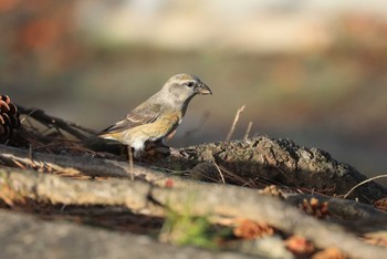 Red Crossbill 北海道 函館市 東山 Tue, 10/24/2023