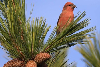 Red Crossbill 北海道 函館市 東山 Tue, 10/24/2023