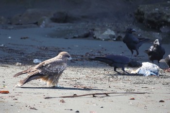 Black Kite 江ノ島 Thu, 10/19/2023