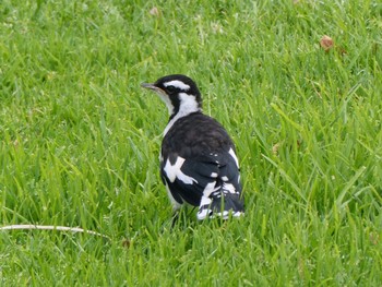 Magpie-lark Herdsman Lake Sun, 10/8/2023