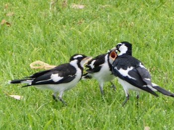 Magpie-lark Herdsman Lake Sun, 10/8/2023