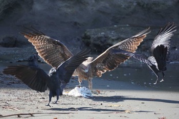 Black Kite 江ノ島 Thu, 10/19/2023