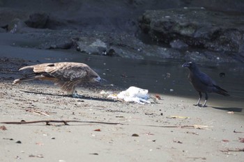 Black Kite 江ノ島 Thu, 10/19/2023