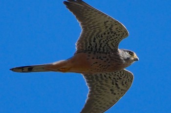 チョウゲンボウ 淀川河川公園 2023年10月24日(火)