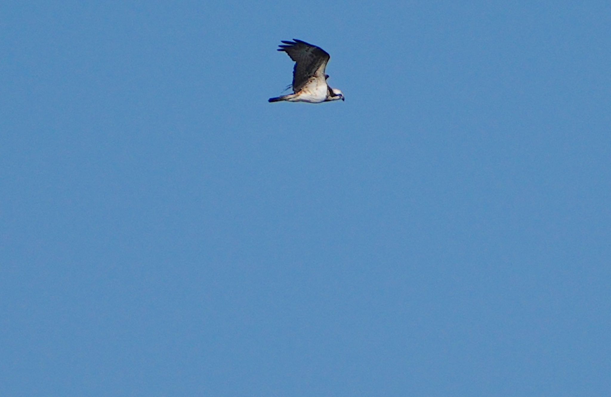 Osprey