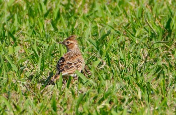 2023年10月24日(火) 淀川河川公園の野鳥観察記録