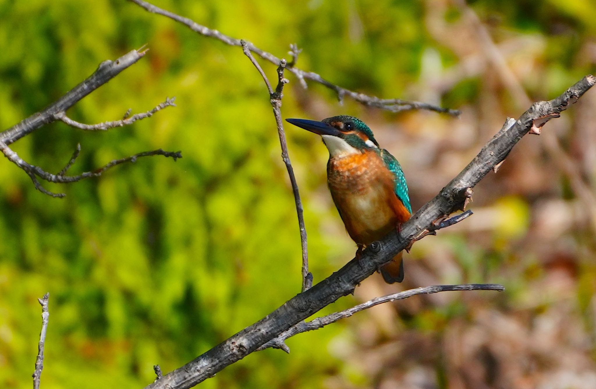 Common Kingfisher