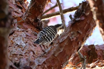 Japanese Pygmy Woodpecker 平谷川 Sun, 10/22/2023