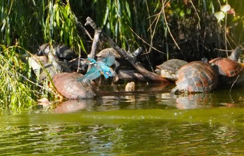 Tue, 10/24/2023 Birding report at 万代池