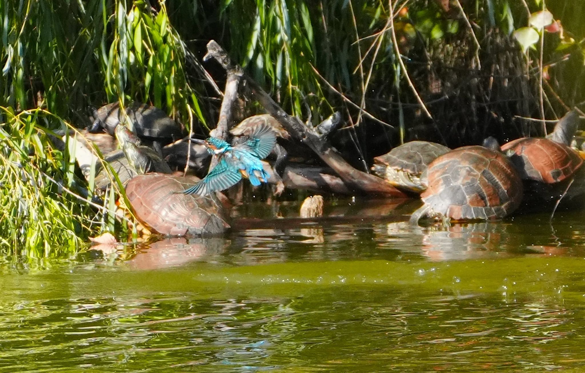 Common Kingfisher