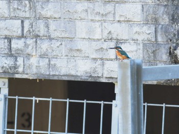 Common Kingfisher 霞川 Sun, 10/22/2023