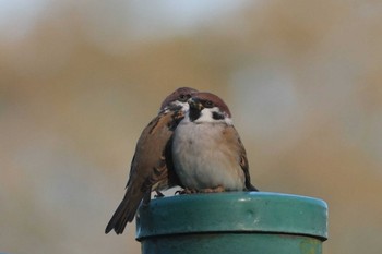 Eurasian Tree Sparrow 金井公園 Tue, 10/24/2023