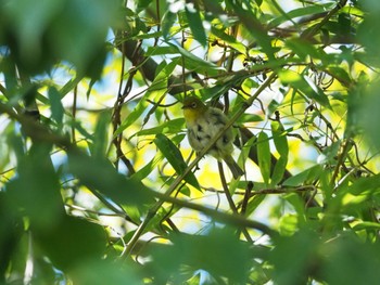 Warbling White-eye 茶臼公園 Tue, 8/29/2023