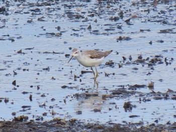 Marsh Sandpiper Izunuma Sun, 10/22/2023