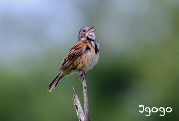 Chestnut-eared Bunting 茨戸川緑地 Mon, 8/7/2023