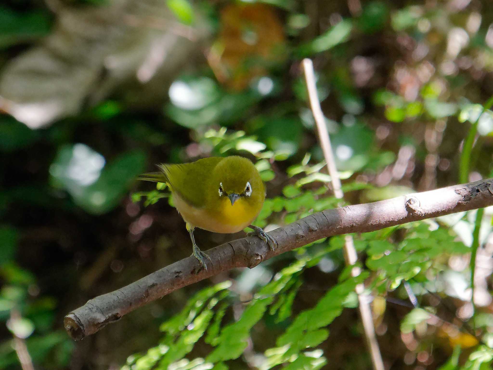 Warbling White-eye