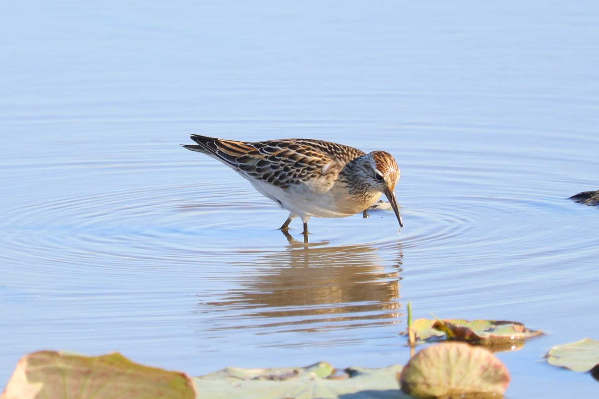 Pectoral Sandpiper