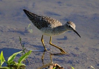 Wood Sandpiper 愛知県愛西市立田町 Mon, 10/23/2023