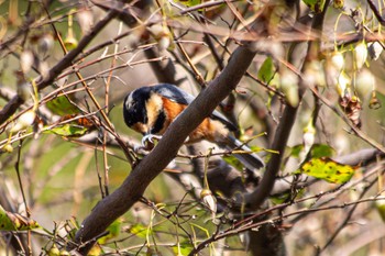 Varied Tit 山口県光市冠山総合公園 Tue, 10/24/2023