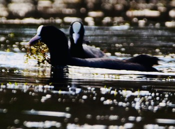 Eurasian Coot 河口湖北岸(大石公園) Tue, 10/24/2023