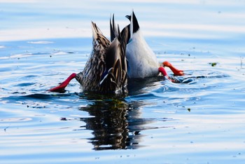 Mallard 河口湖北岸(大石公園) Tue, 10/24/2023