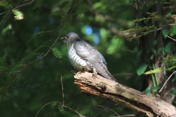 Lesser Cuckoo Mizumoto Park Sun, 10/22/2023