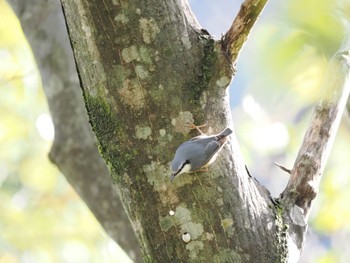 Eurasian Nuthatch Unknown Spots Sat, 10/21/2023