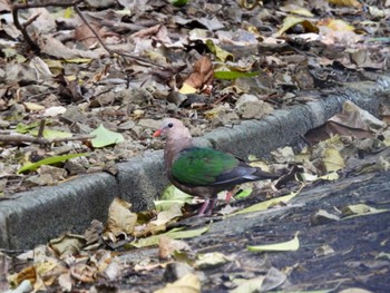 Common Emerald Dove Ishigaki Island Tue, 10/24/2023