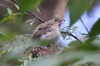 Narcissus Flycatcher 長池公園 Sat, 10/21/2023