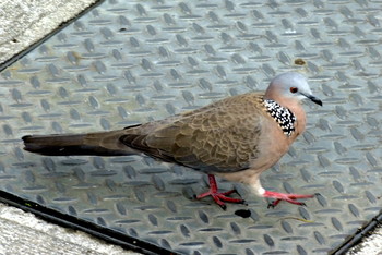 Spotted Dove 台北植物園ほか Unknown Date