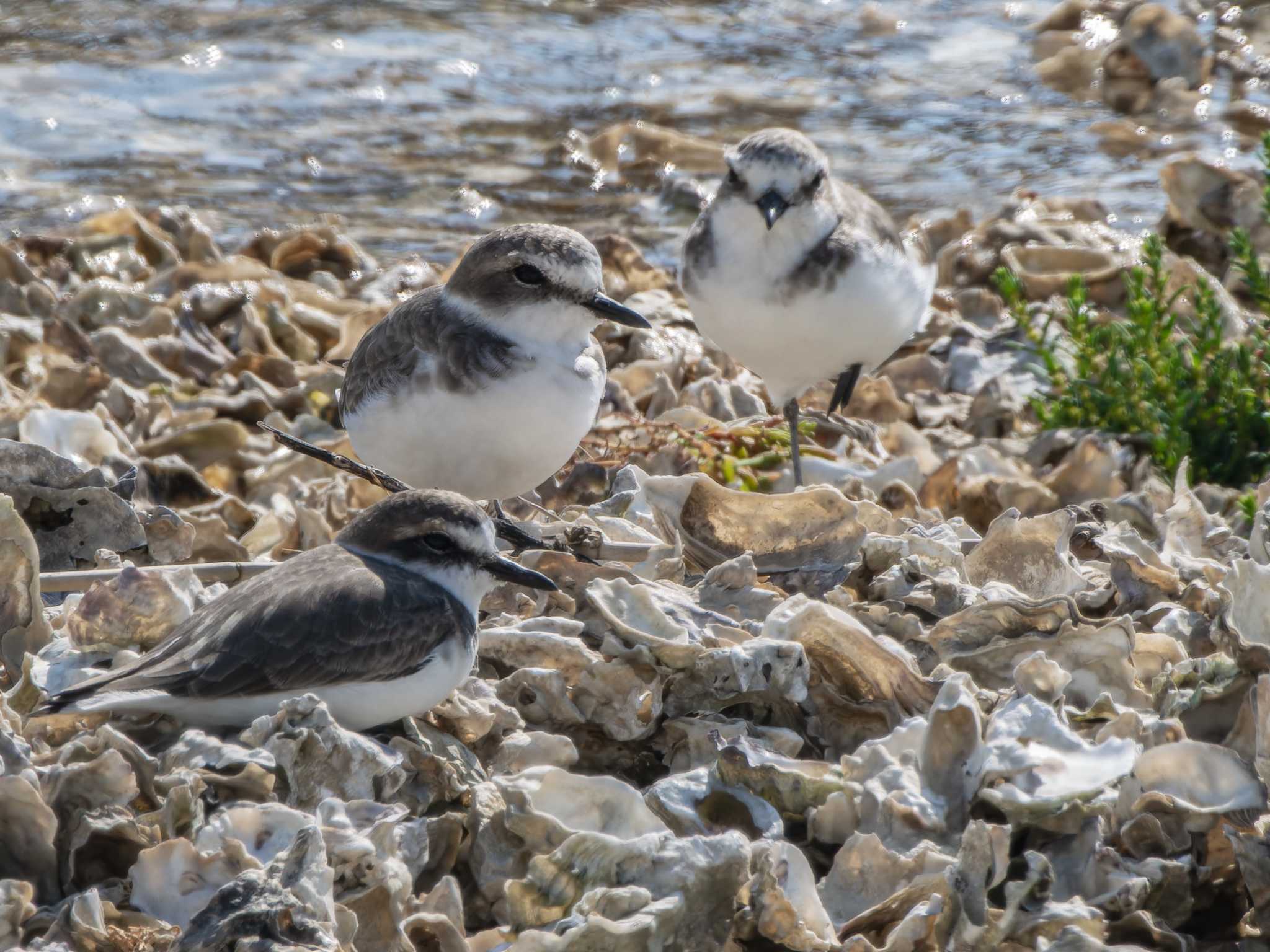Photo of Kentish Plover at 長崎県 by ここは長崎