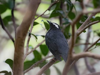 Siberian Thrush 長崎県 Thu, 10/19/2023