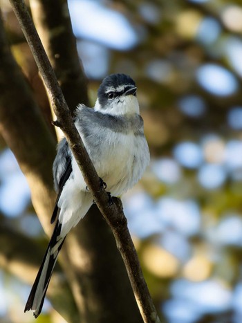 Ryukyu Minivet 長崎県 Thu, 10/19/2023