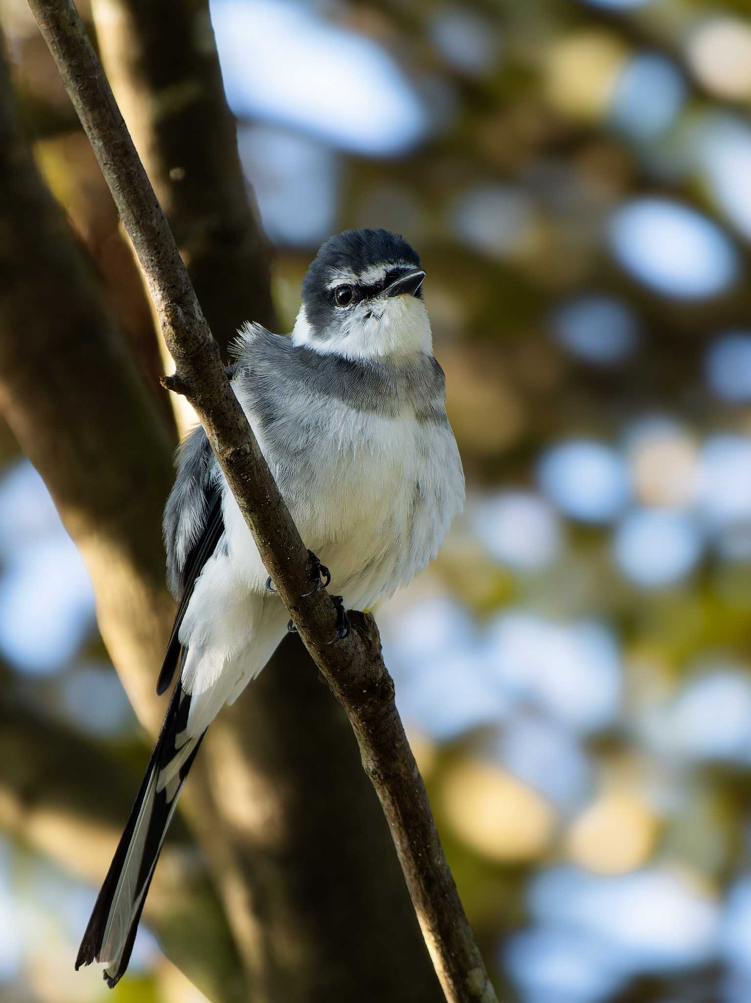 Ryukyu Minivet