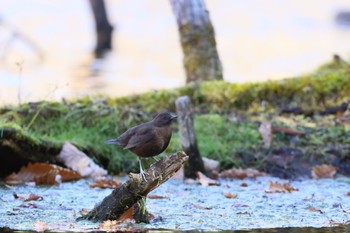 Brown Dipper Senjogahara Marshland Sun, 10/22/2023