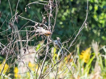 Sun, 10/22/2023 Birding report at 芝川第一調節池(芝川貯水池)