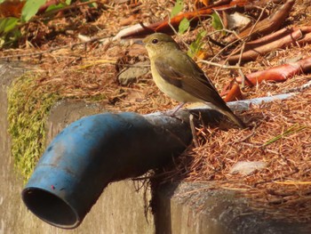 Narcissus Flycatcher 創造の森(山梨県) Sun, 10/22/2023