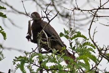 クロインコ