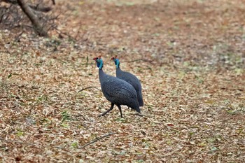 Helmeted Guineafowl マダガスカル Sun, 10/15/2023