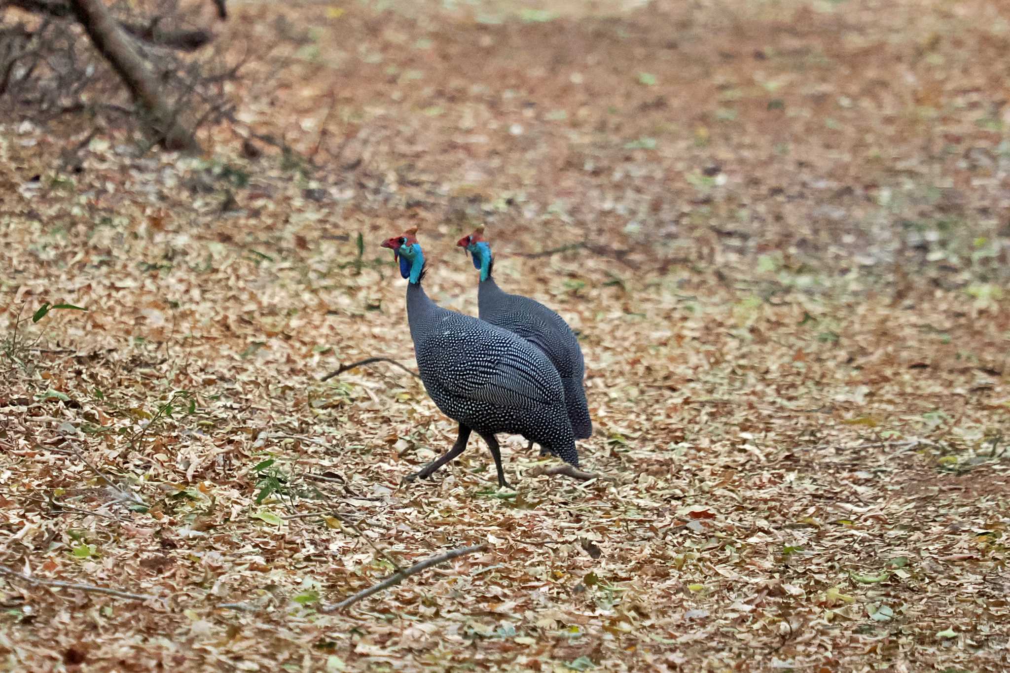 Photo of Helmeted Guineafowl at マダガスカル by 藤原奏冥