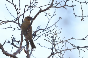 Pine Grosbeak 大雪山国立公園(北海道) Sat, 10/14/2023