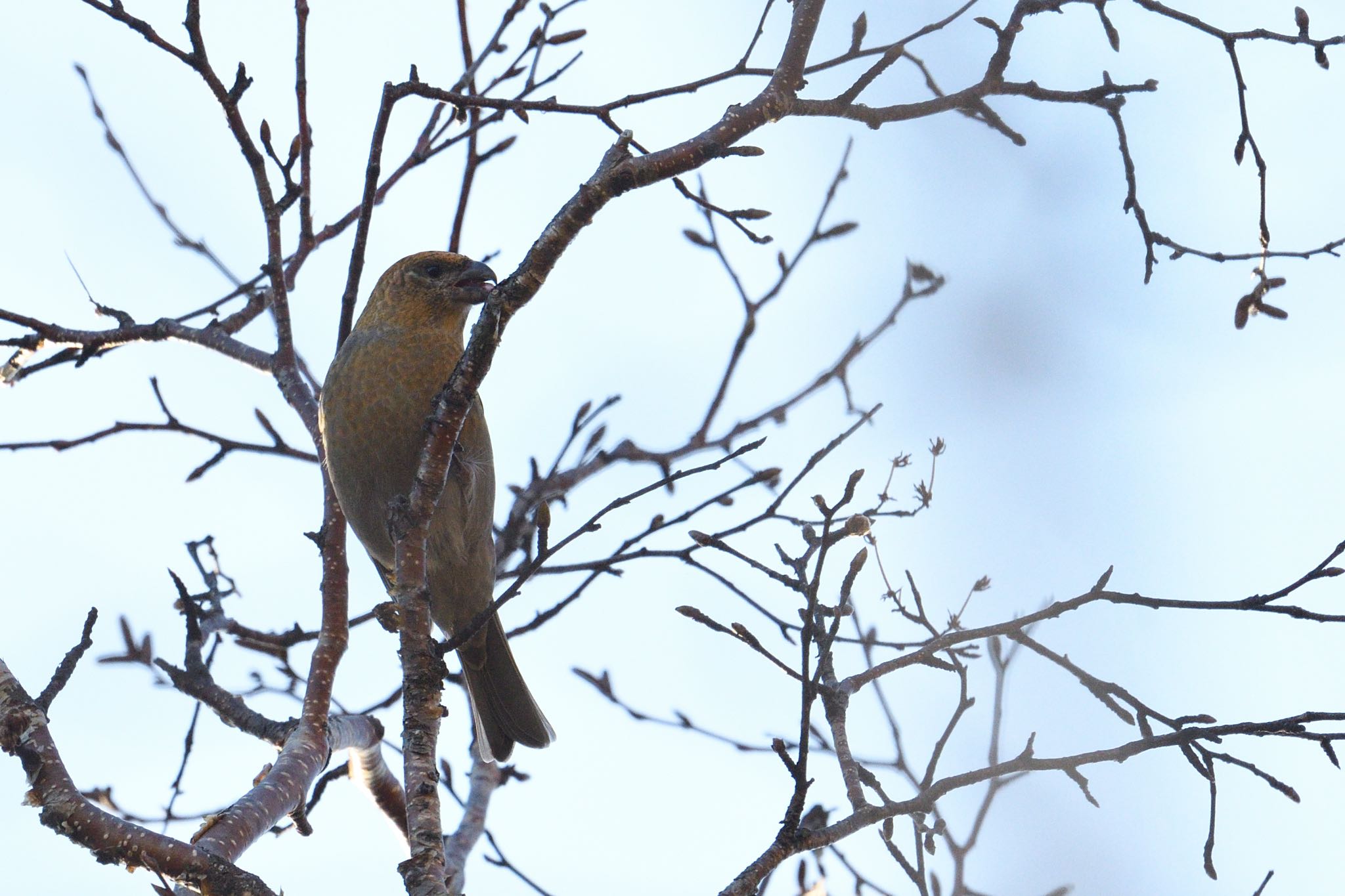 Photo of Pine Grosbeak at 大雪山国立公園(北海道) by あん子