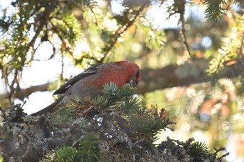 2023年10月14日(土) 大雪山国立公園(北海道)の野鳥観察記録